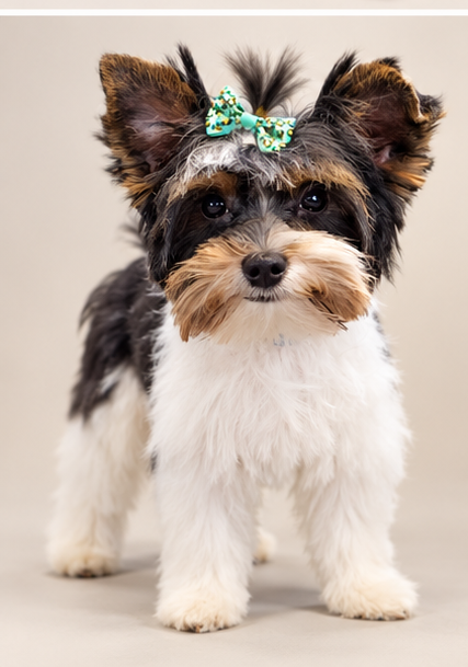 Yorkshire Terrier 3