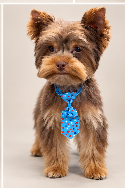 Yorkshire Terrier 4